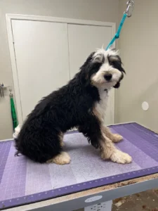 Black and white Bernedoodle after summer trim — doodles summer grooming tips Arizona