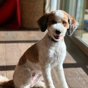 Goldendoodle with a shorter summer trim sitting indoors after following summer grooming tips for Goldendoodles and Bernedoodles