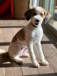 Goldendoodle with a shorter summer trim sitting indoors after following summer grooming tips for Goldendoodles and Bernedoodles