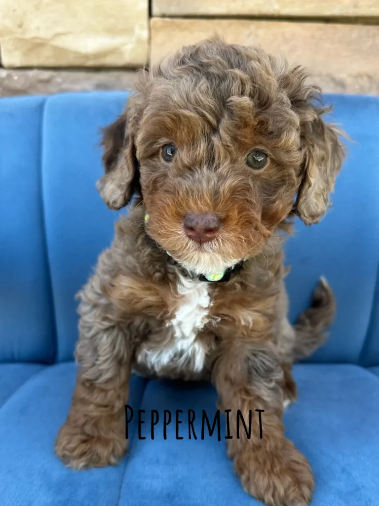 Peppermint