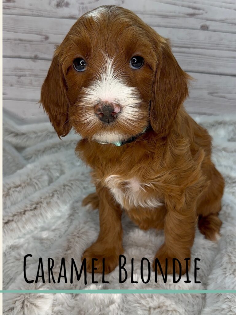 Caramel Blondie