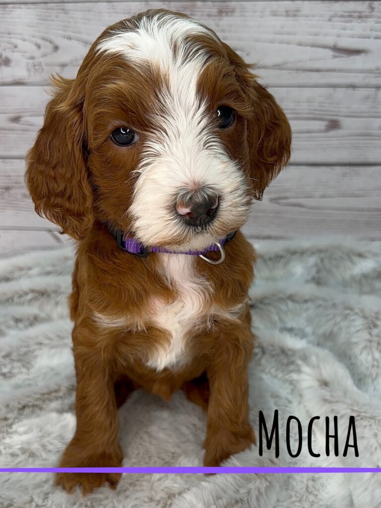 Mocha