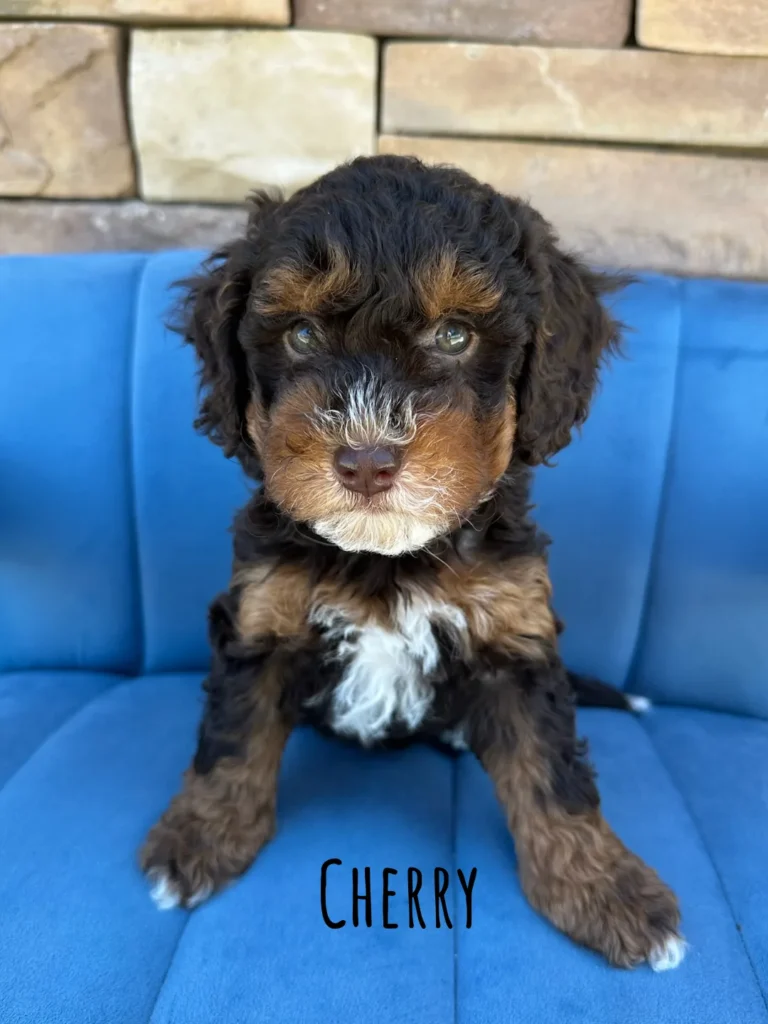 Cherry