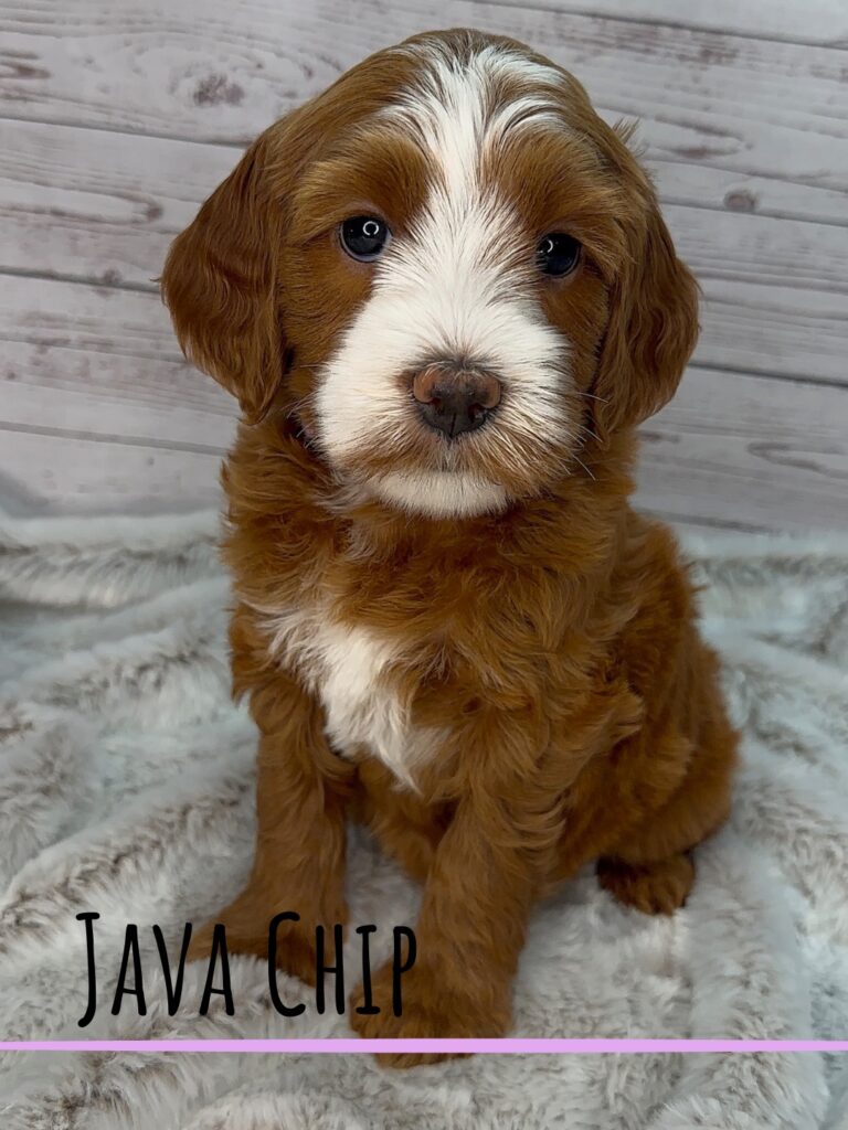 Java Chip