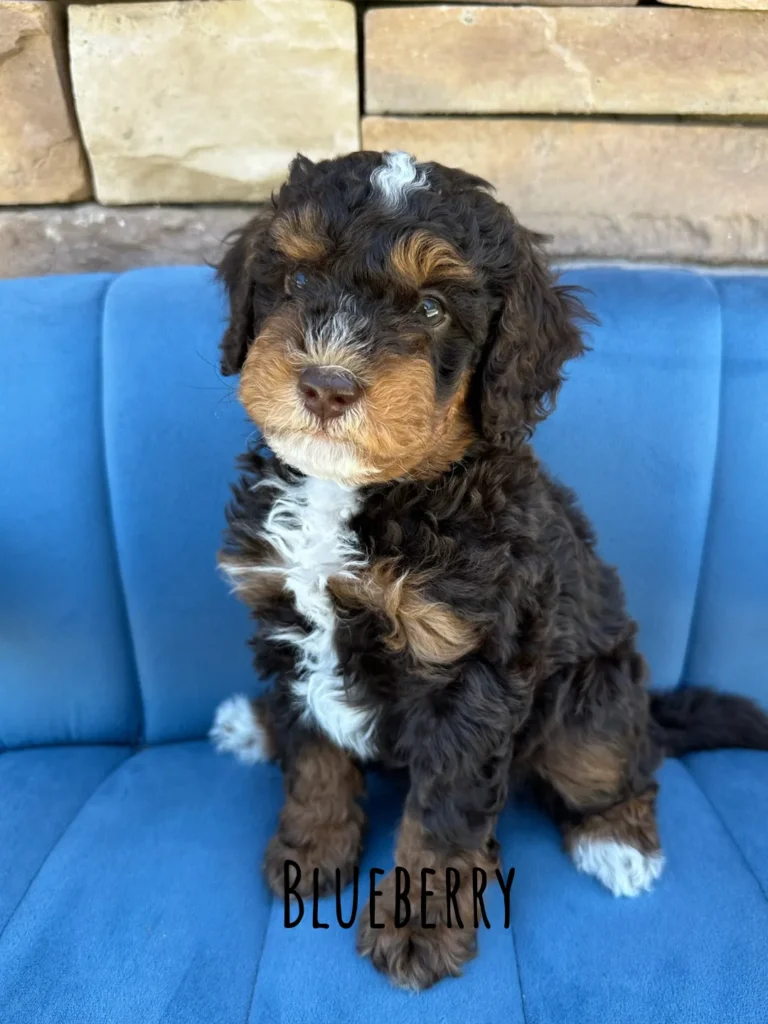 Blueberry