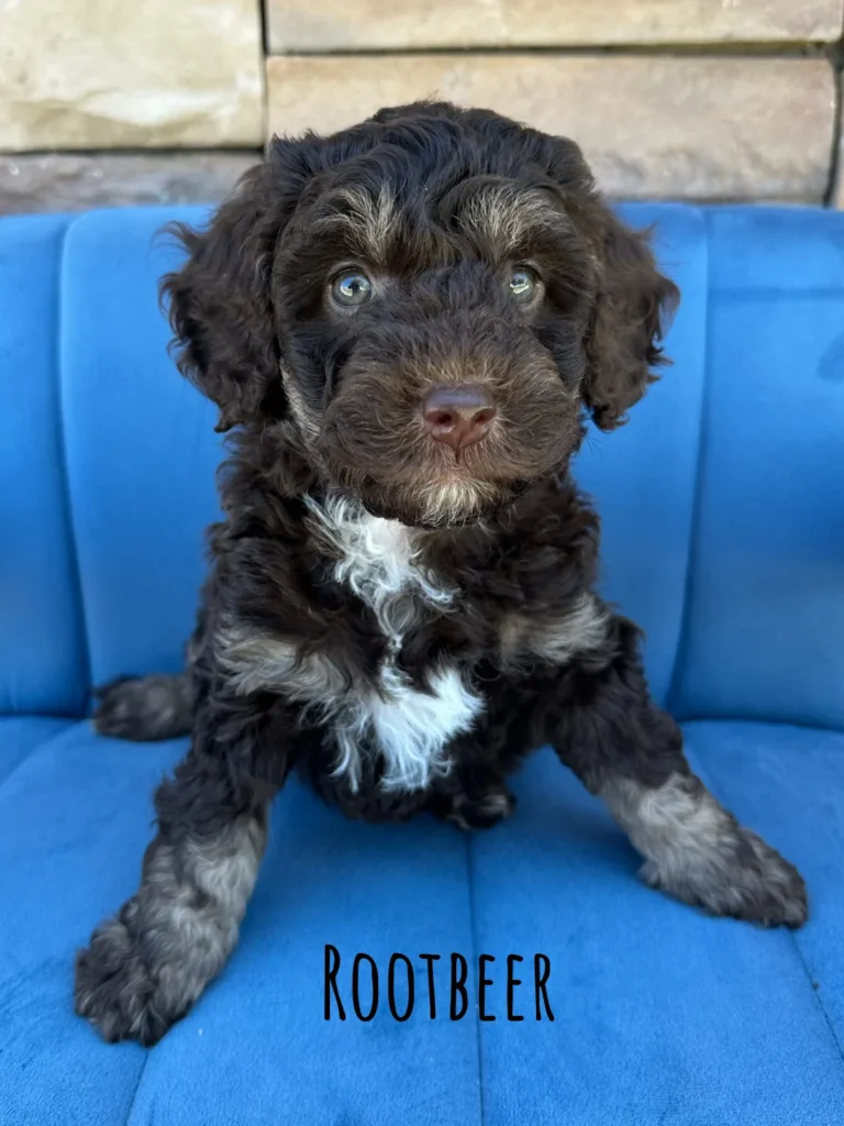 Root Beer