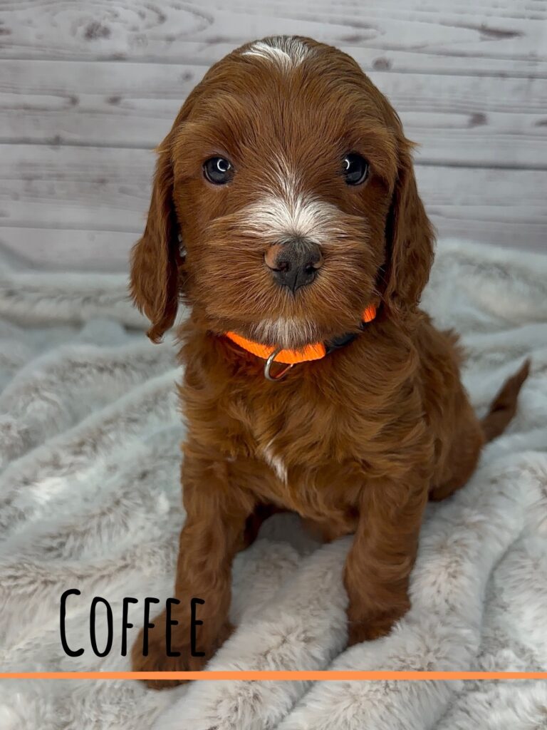 Red Tiny Diamond Goldendoodle puppy named Coffee