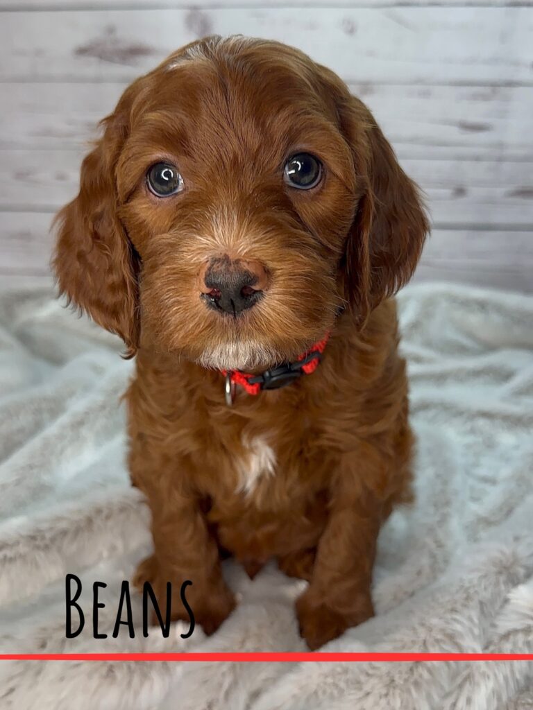Beans