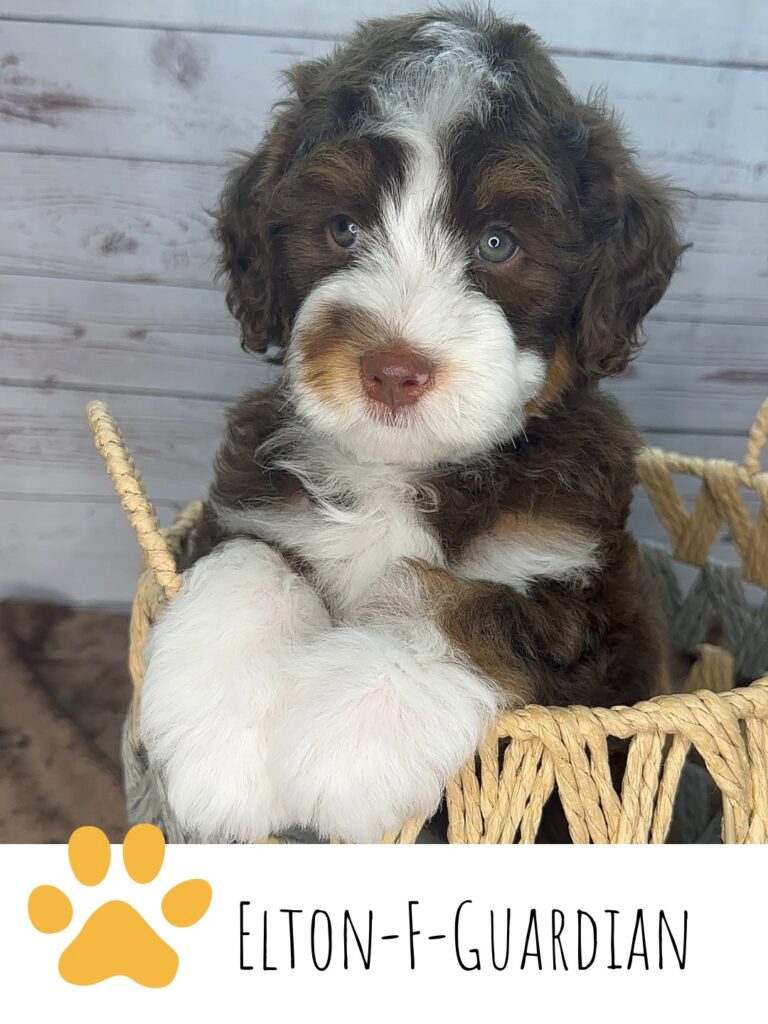 Copy of Harmonys Litter Instagram 2 Puppies