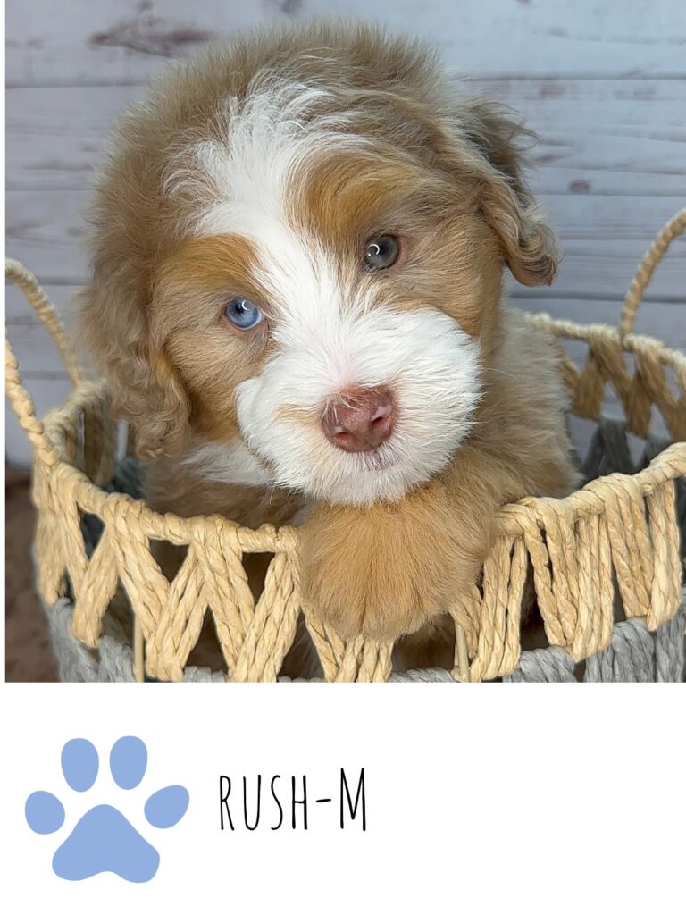 Male Merle Tuxedo Doodle puppy named Rush