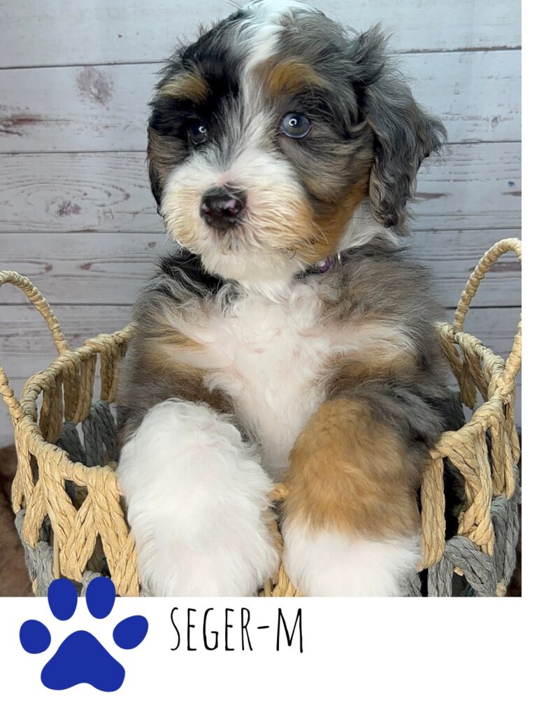 Dark Merle Tuxedo Doodle puppy named Seger