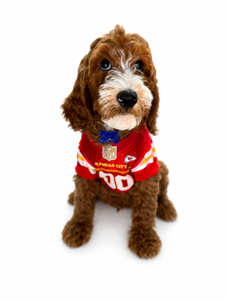7C9F1AAC 62B9 4AD3 8DF5 02AB14A91C59 1 Puppies