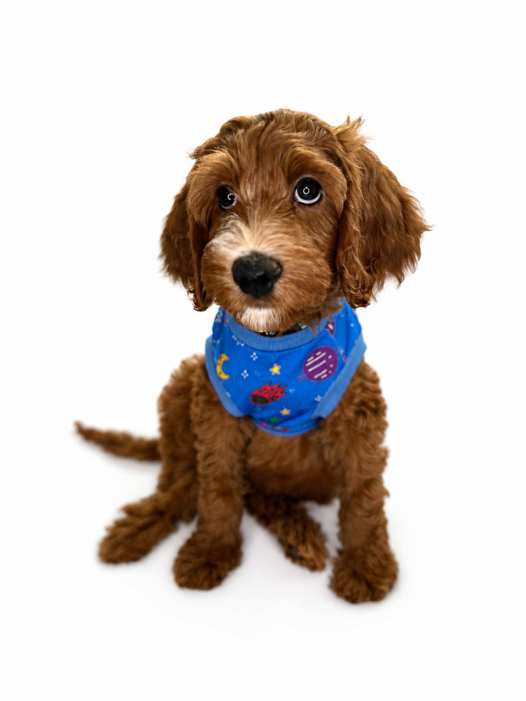 8AFF97D9 F846 415D B41E 93319F506704 Puppies
