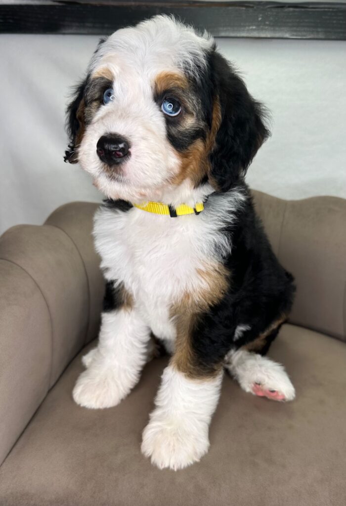 Duchess - Diamond’s Finer Things Bernedoodles - Bernedoodle