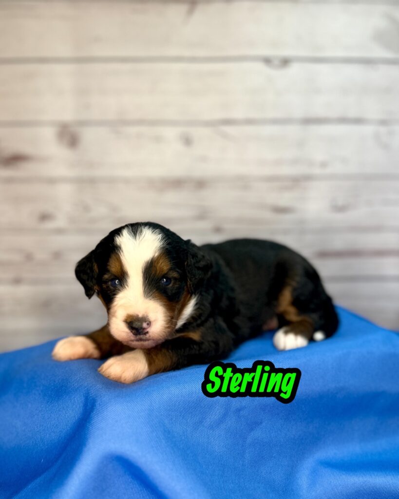 Sterling