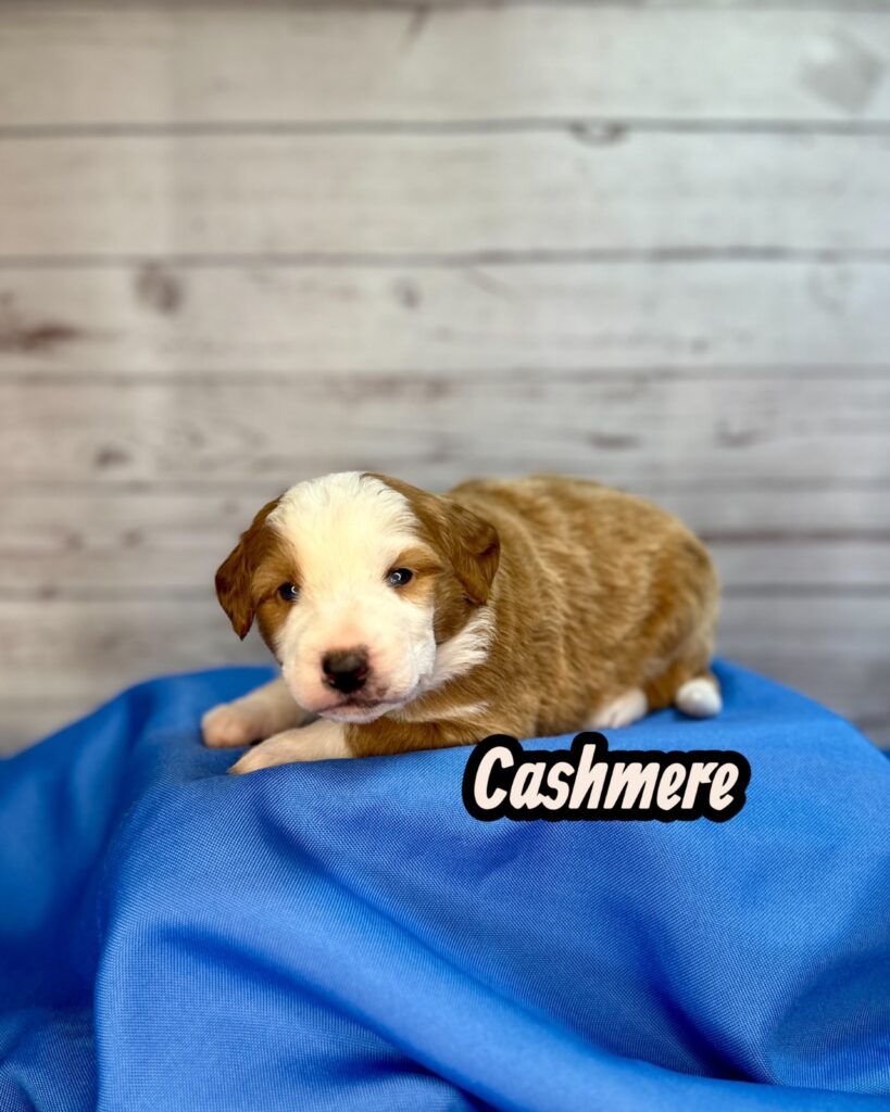 Cashmere (F)