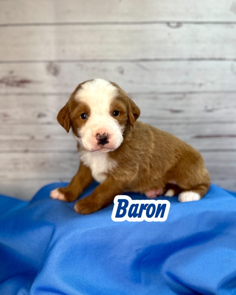 Baron