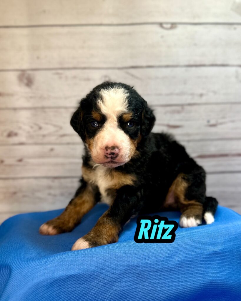 Ritz