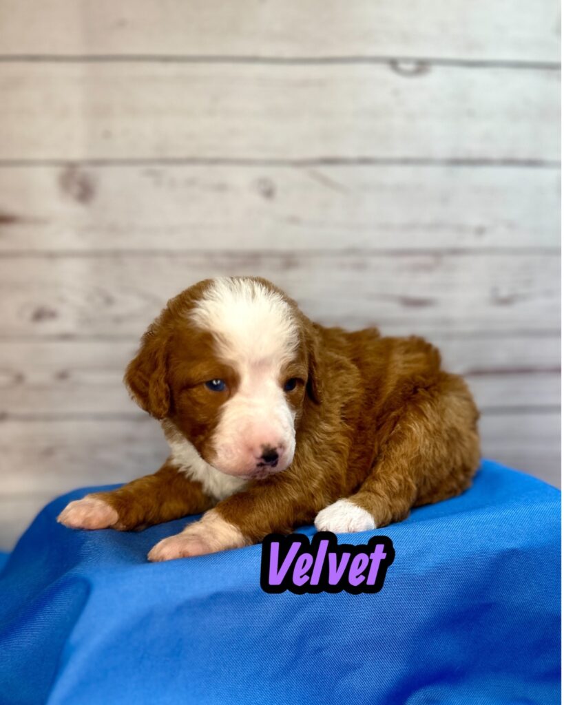 Velvet