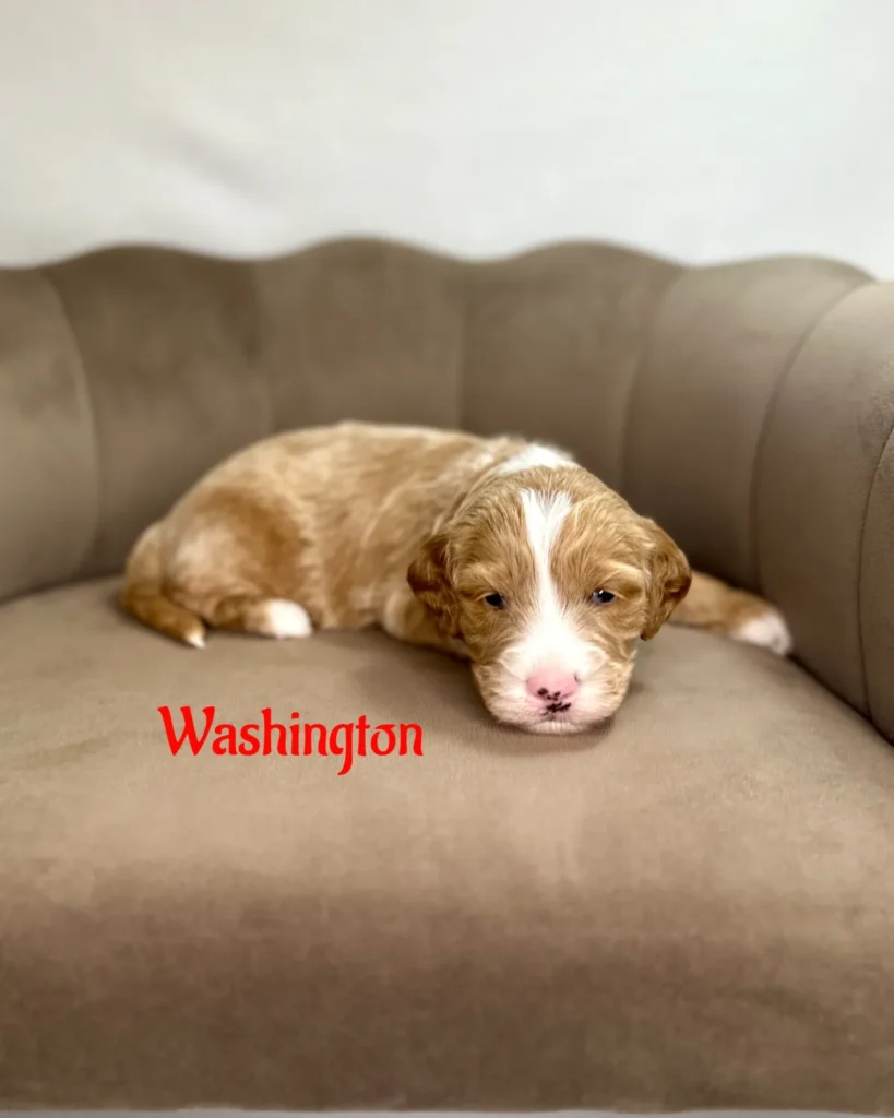 Washington - America The Beautiful Mini/Medium Goldendoodles - Goldendoodle