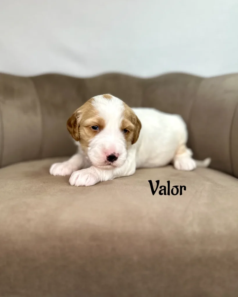 Valor - America The Beautiful Mini/Medium Goldendoodles - Goldendoodle
