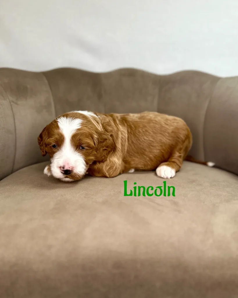 Lincoln - America The Beautiful Mini/Medium Goldendoodles - Goldendoodle