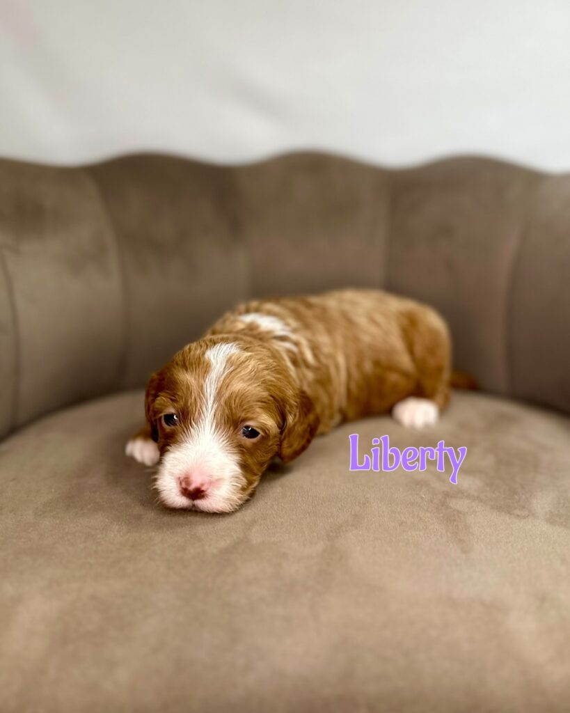 Liberty - America The Beautiful Mini/Medium Goldendoodles - Goldendoodle