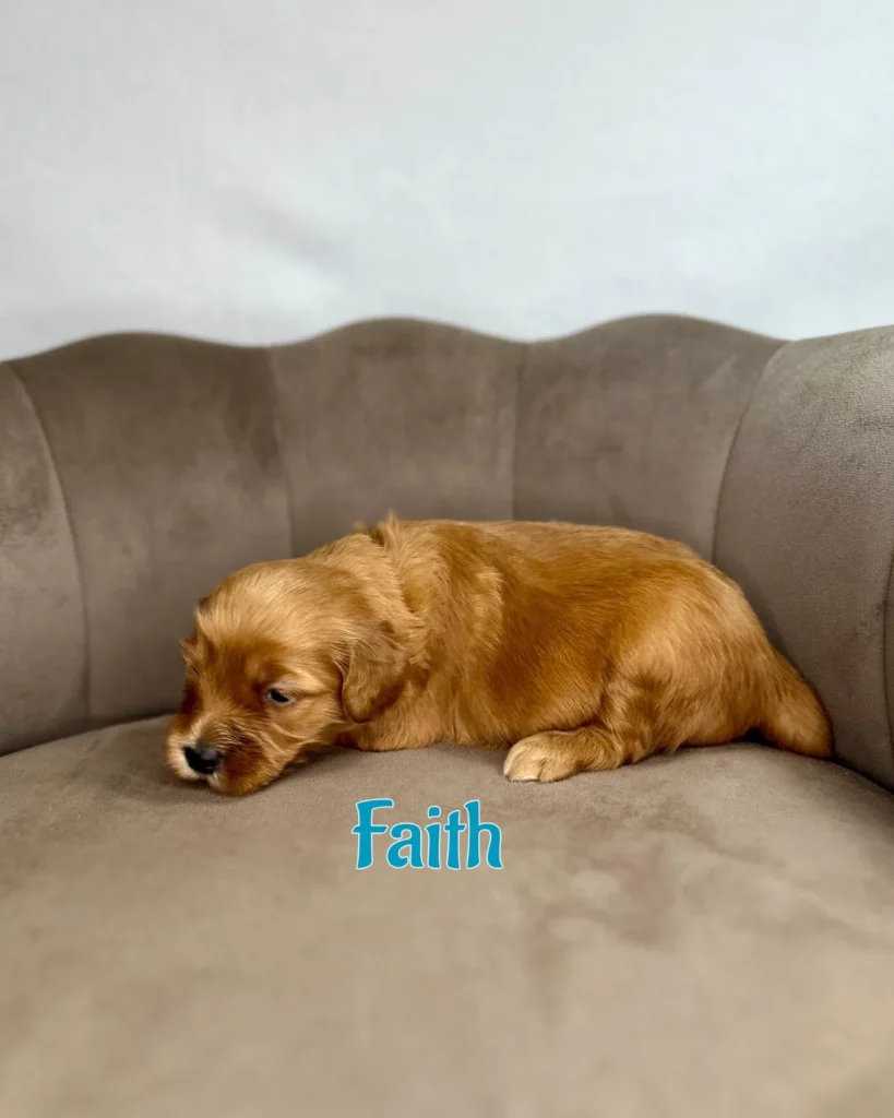 Faith - America The Beautiful Mini/Medium Goldendoodles - Goldendoodle