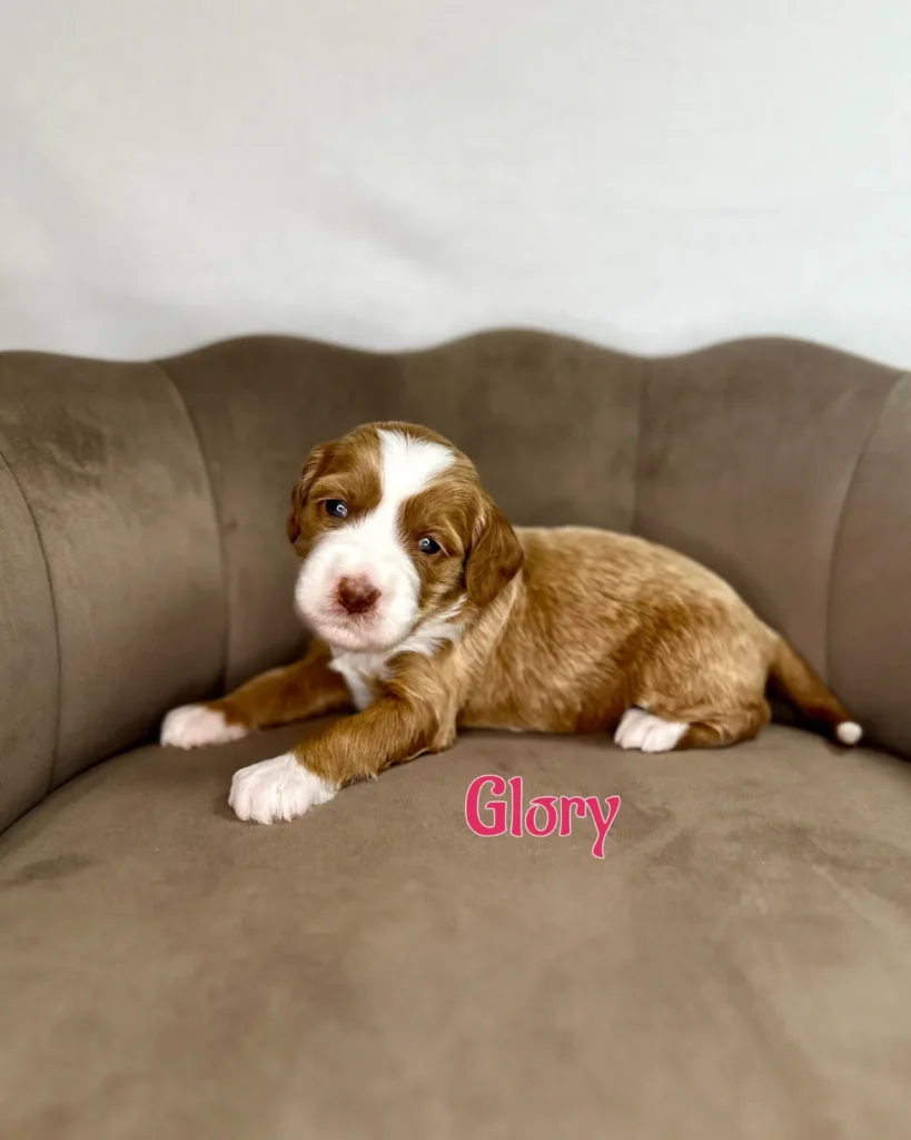 Glory - America The Beautiful Mini/Medium Goldendoodles - Goldendoodle