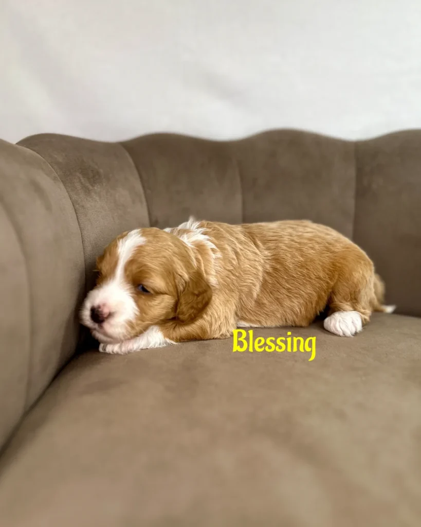 Blessing - America The Beautiful Mini/Medium Goldendoodles - Goldendoodle