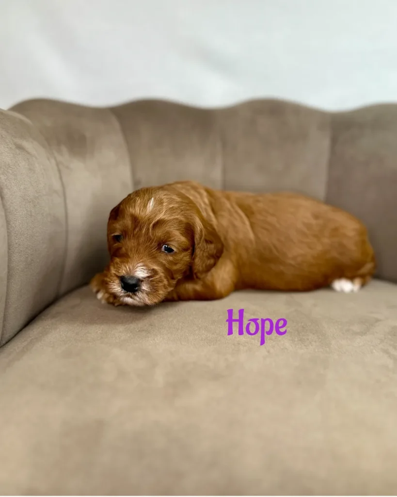 Hope - America The Beautiful Mini/Medium Goldendoodles - Goldendoodle