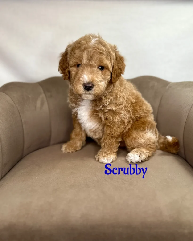 Scrubby - Dolly’s Bubble Bath Mini Goldendoodles - Goldendoodle