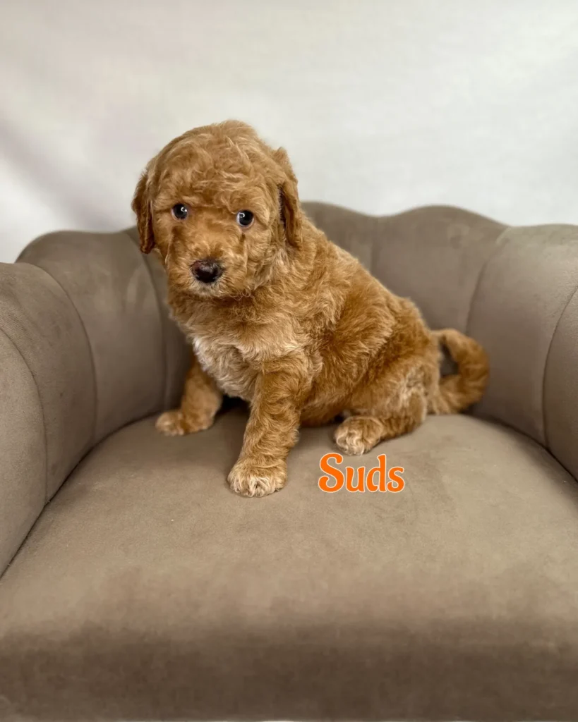Suds - Dolly’s Bubble Bath Mini Goldendoodles - Goldendoodle