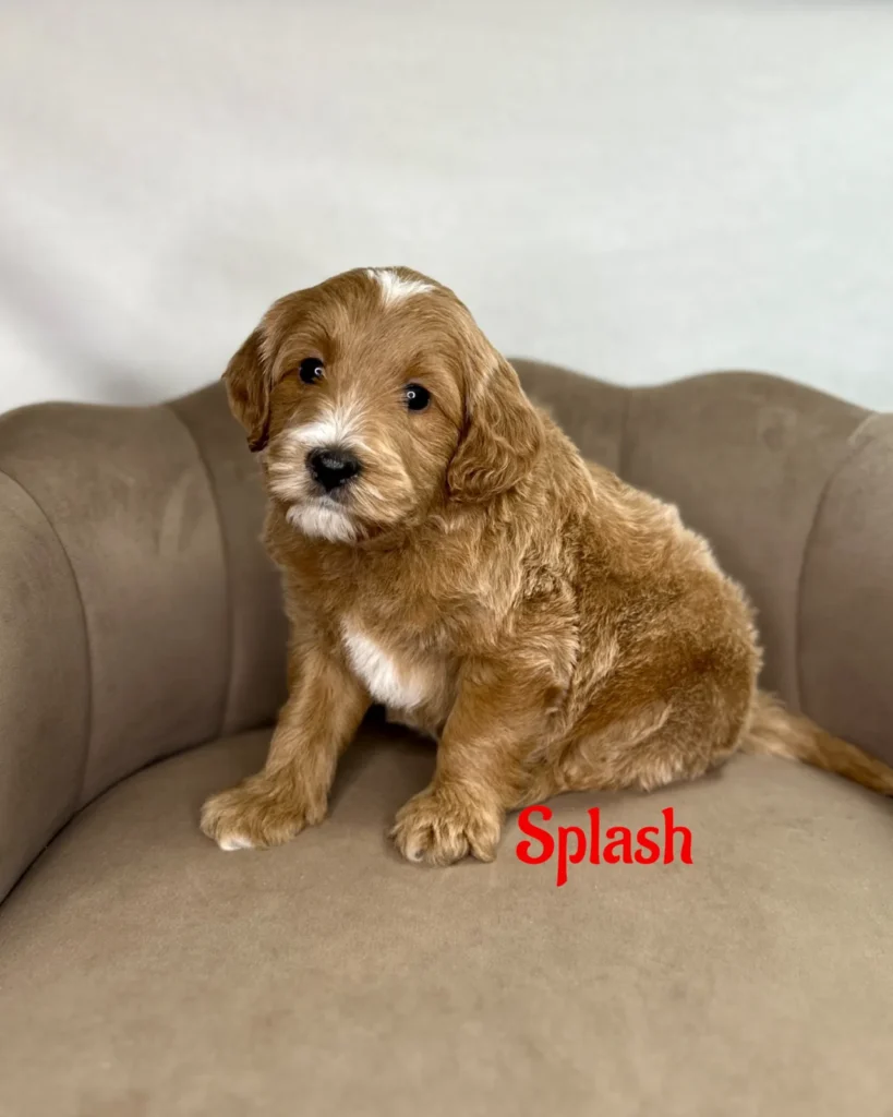 Splash - Dolly’s Bubble Bath Mini Goldendoodles - Goldendoodle