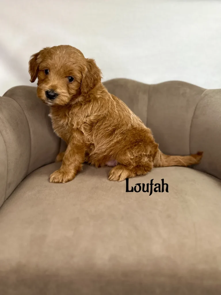 Loufah - Dolly’s Bubble Bath Mini Goldendoodles - Goldendoodle
