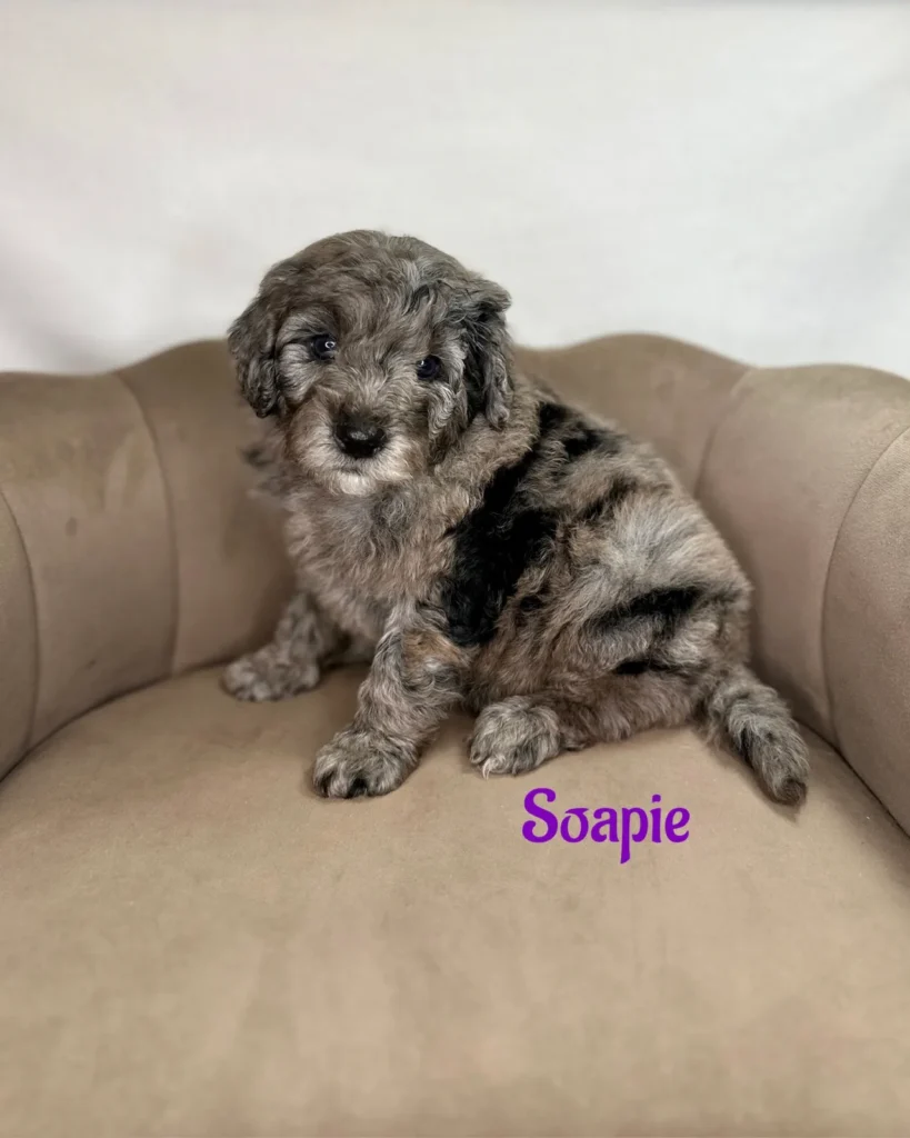 Soapie - Dolly’s Bubble Bath Mini Goldendoodles - Goldendoodle