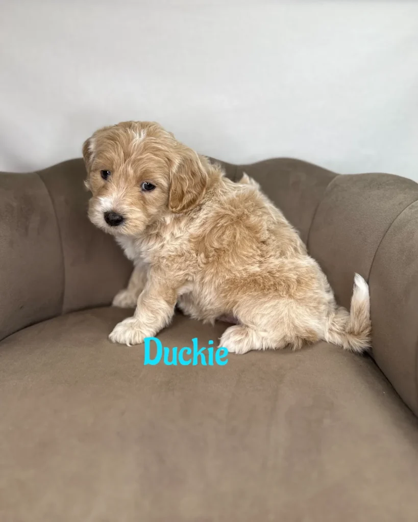 Duckie - Dolly’s Bubble Bath Mini Goldendoodles - Goldendoodle