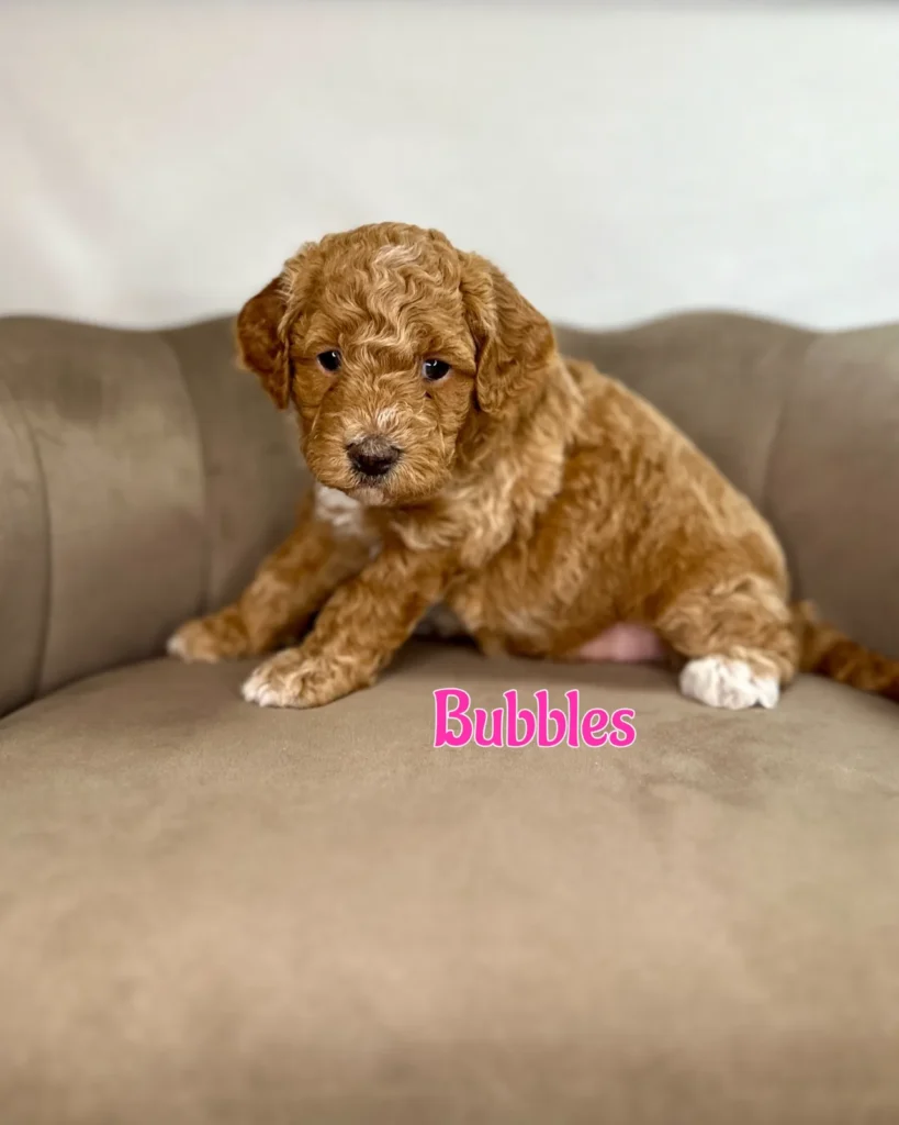 Bubbles - Dolly’s Bubble Bath Mini Goldendoodles - Goldendoodle