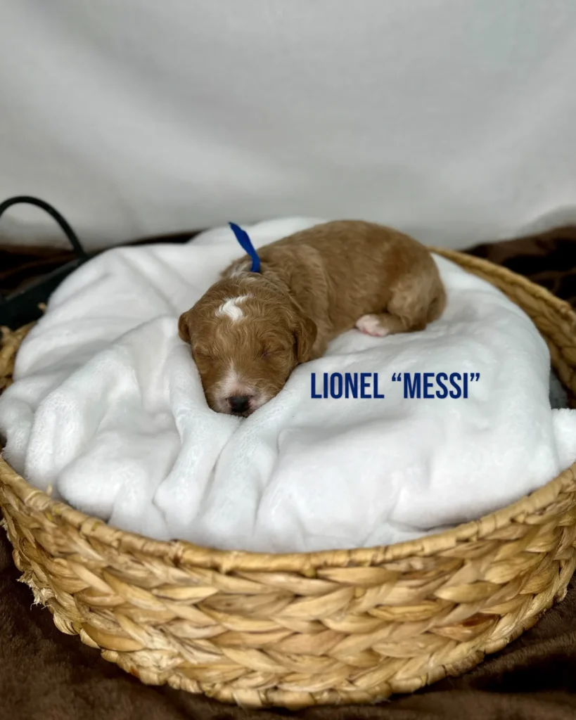 Lionel "Messi" - Zoey’s World Cup Stars Mini English Goldendoodles - Goldendoodle