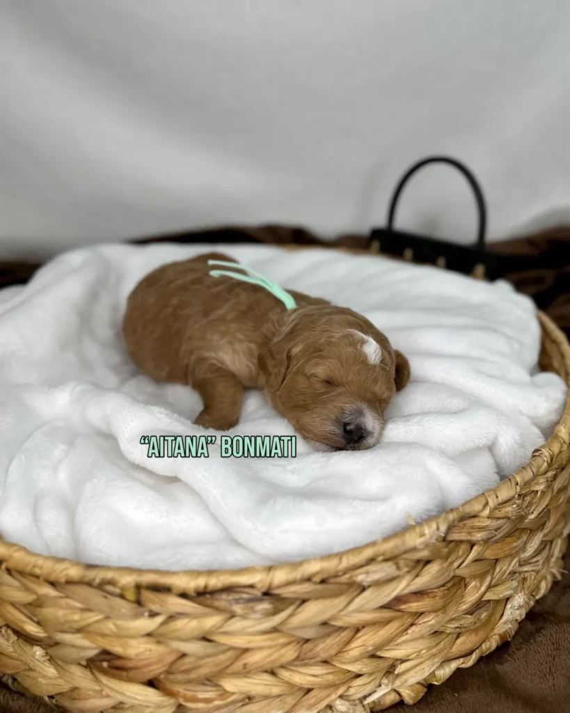 “Aitana” Bonmatí - Zoey’s World Cup Stars Mini English Goldendoodles - Goldendoodle