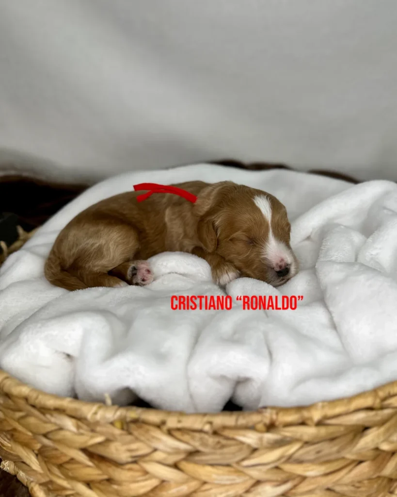 Cristiano “Ronaldo” - Zoey’s World Cup Stars Mini English Goldendoodles - Goldendoodle