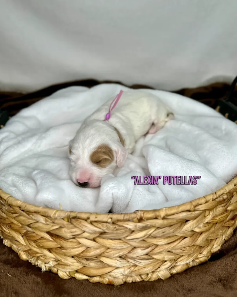 “Alexia” Putellas - Zoey’s World Cup Stars Mini English Goldendoodles - Goldendoodle