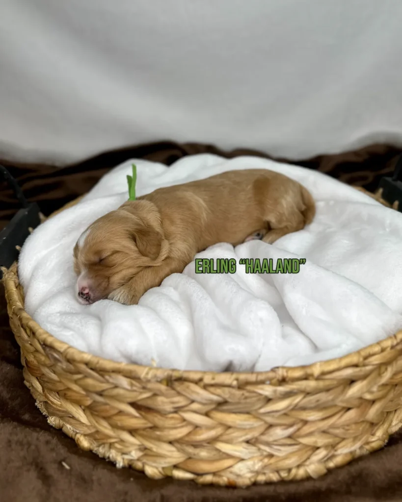 Erling "Haaland" - Zoey’s World Cup Stars Mini English Goldendoodles - Goldendoodle