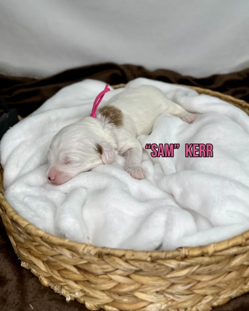 “Sam” Kerr - Zoey’s World Cup Stars Mini English Goldendoodles - Goldendoodle