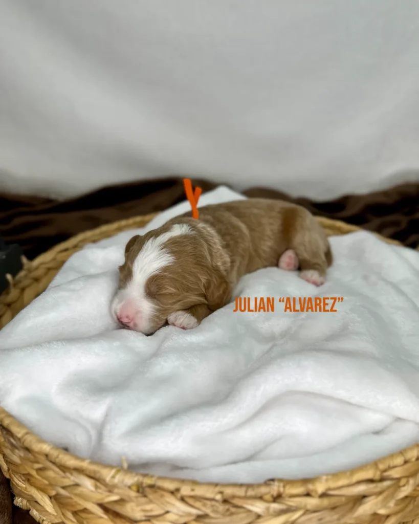 Julián “Álvarez” - Zoey’s World Cup Stars Mini English Goldendoodles - Goldendoodle