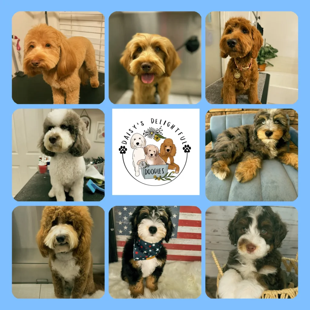 Collage of eight furnished doodle puppies with fluffy eyebrows and beards, bred through genetic health testing at Daisy's Delightful Doodles.