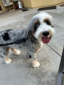 Merle-coated dog with striking blue eyes on a leash — a coat pattern and eye color combination that highlights the importance of genetic health testing for breed-specific conditions.