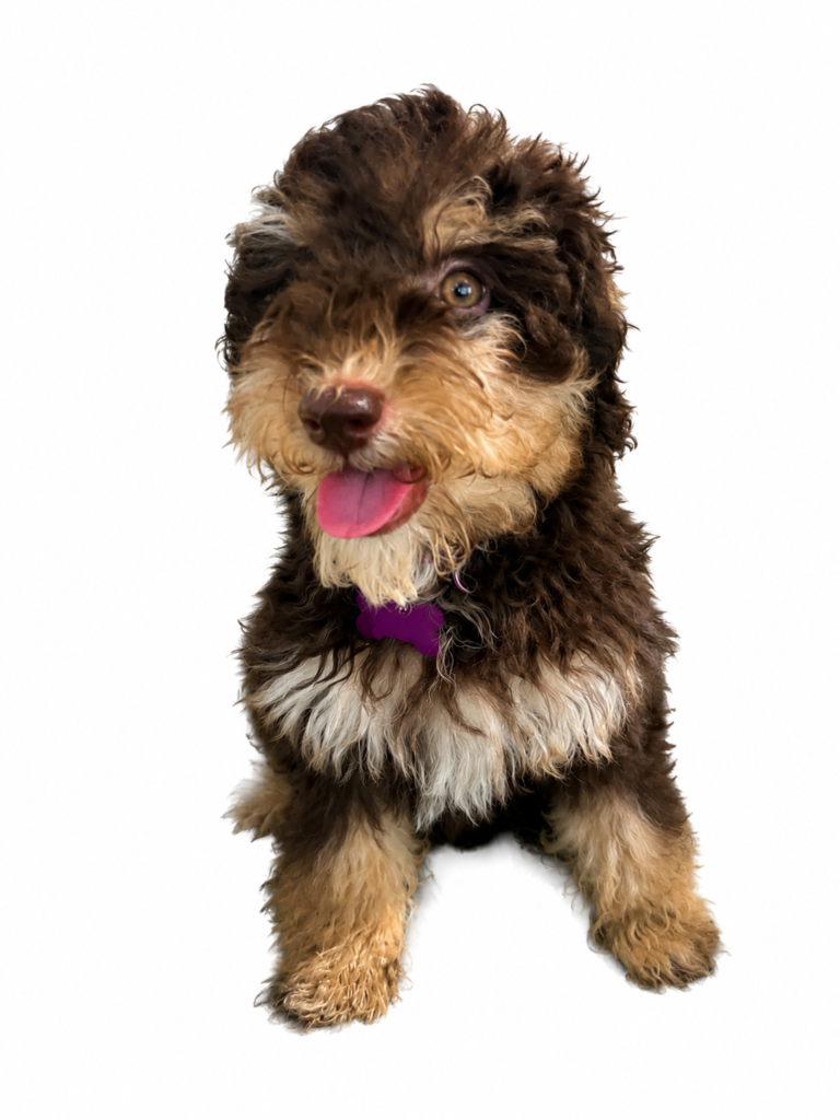 82AE2B48 8FDB 4B57 B693 A5F1C1DC13C1 Puppies