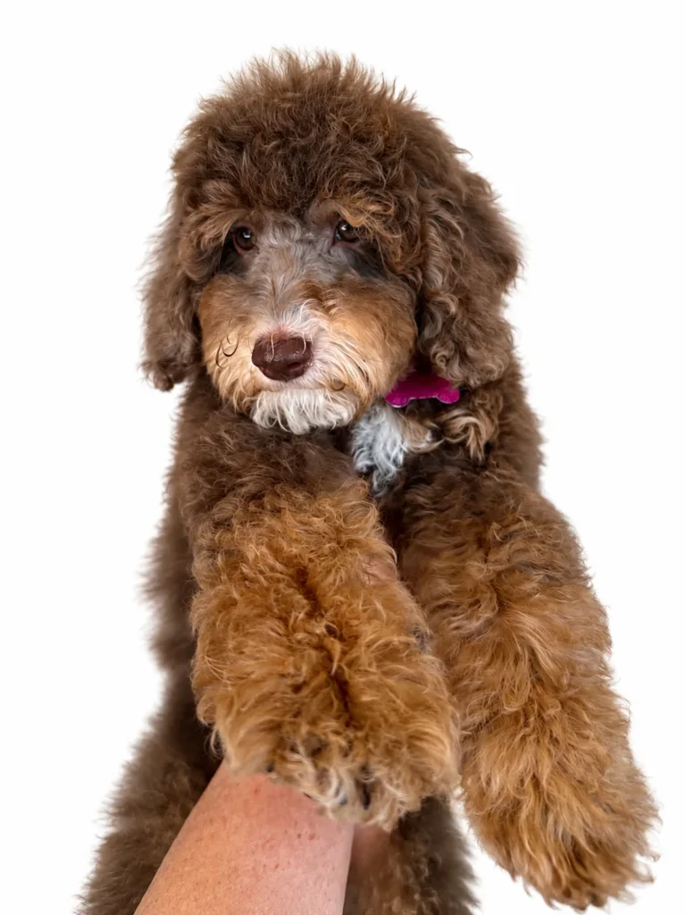 Bubblegum - Jane’s Jelly Beans - Golden Mountain Doodle