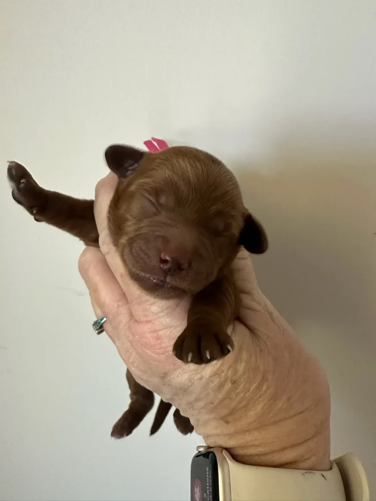 Female Red Micro Goldendoodle puppy named Bella